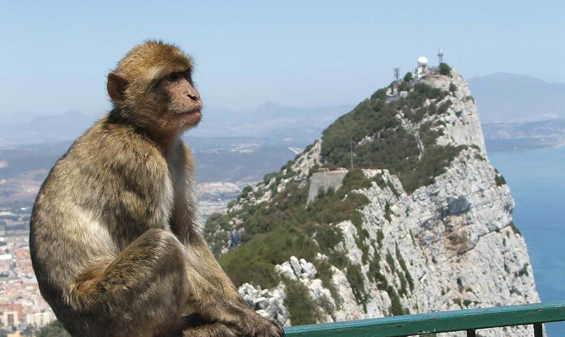 A monkey sitting on a railing overlooking a mountainous landscape with a view of a coastal town and a lighthouse.