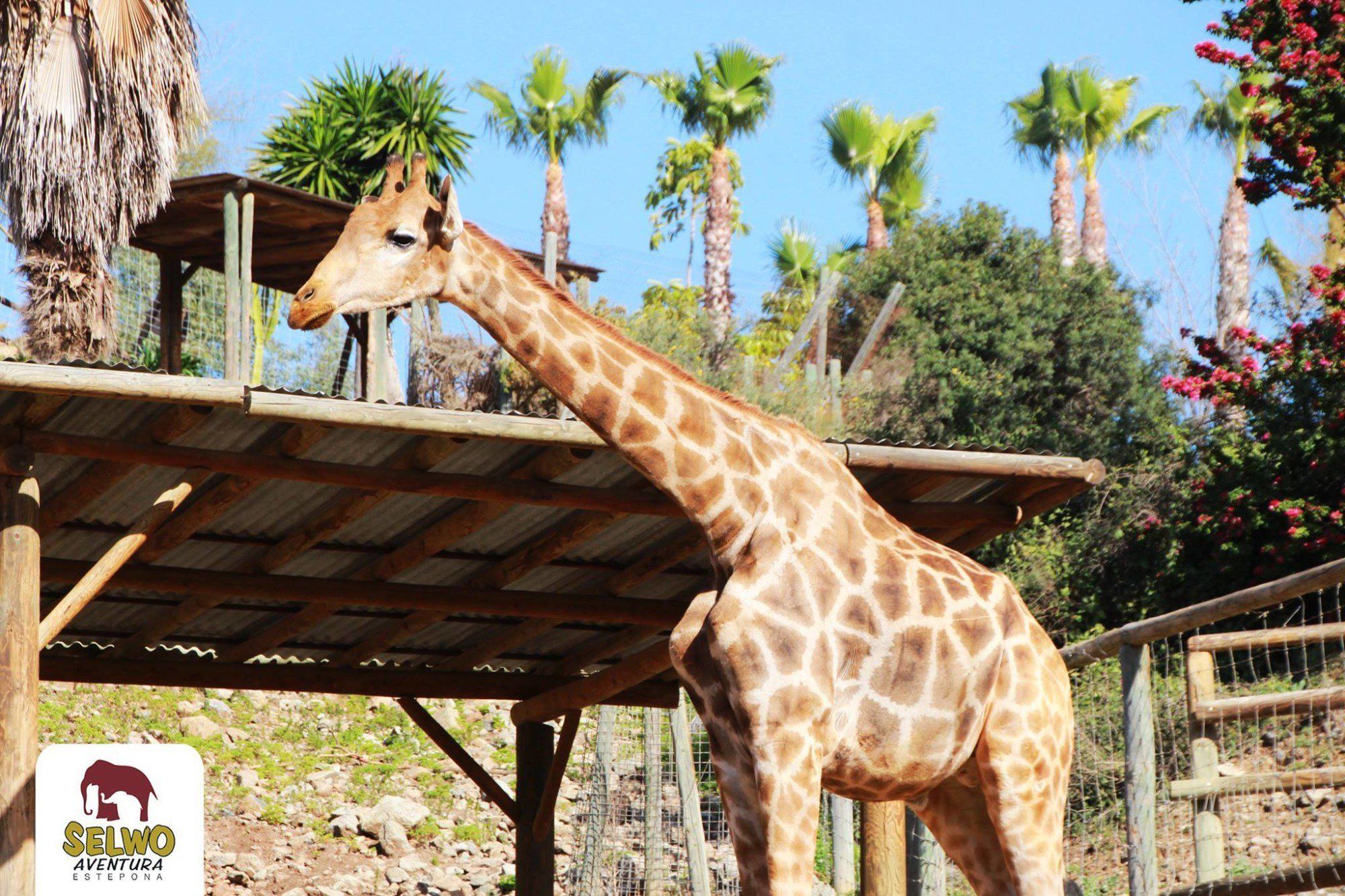 A giraffe under a wooden structure with a sign reading "Selwo Aventura Estepona".