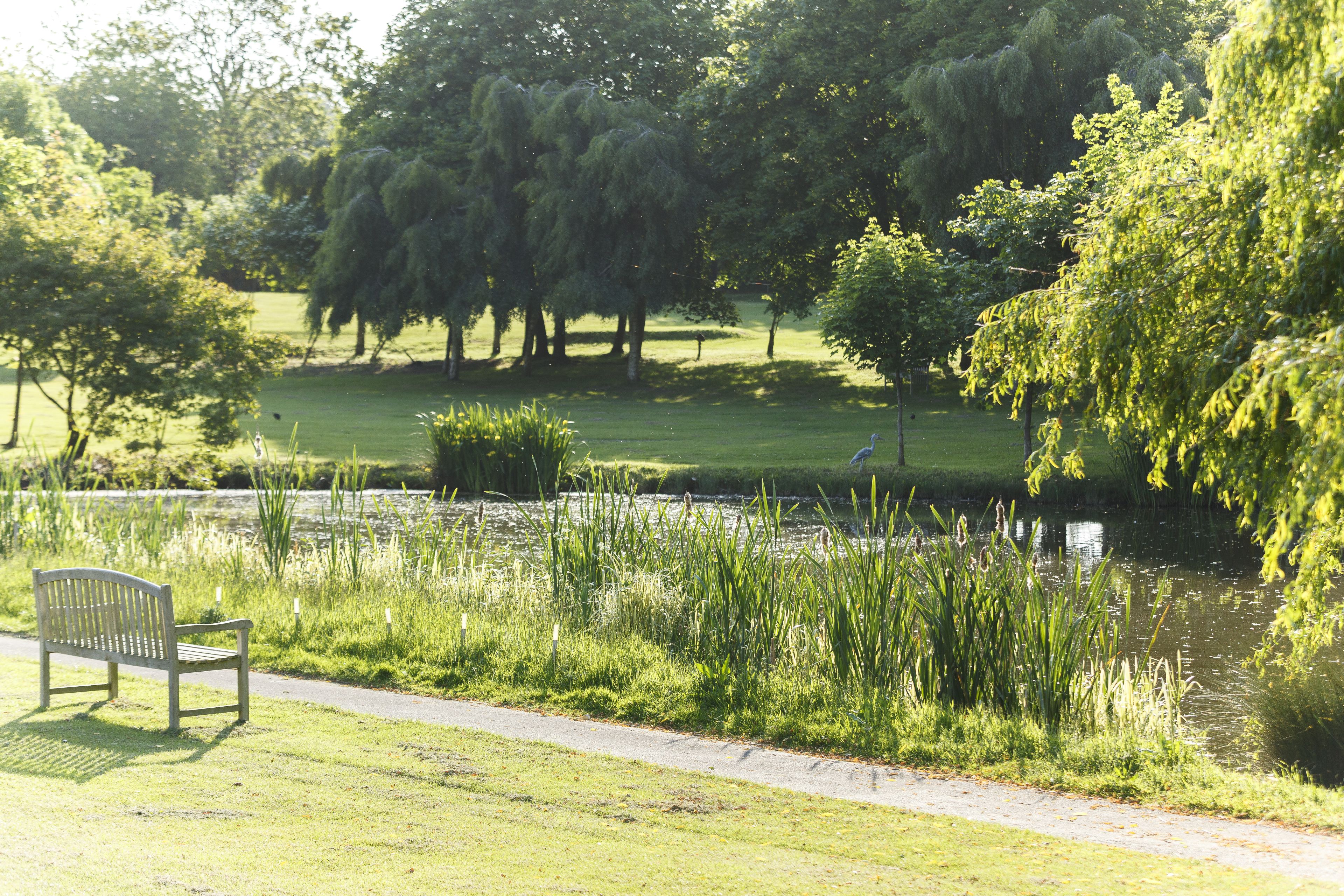 A park with a bench, a pond, and trees.