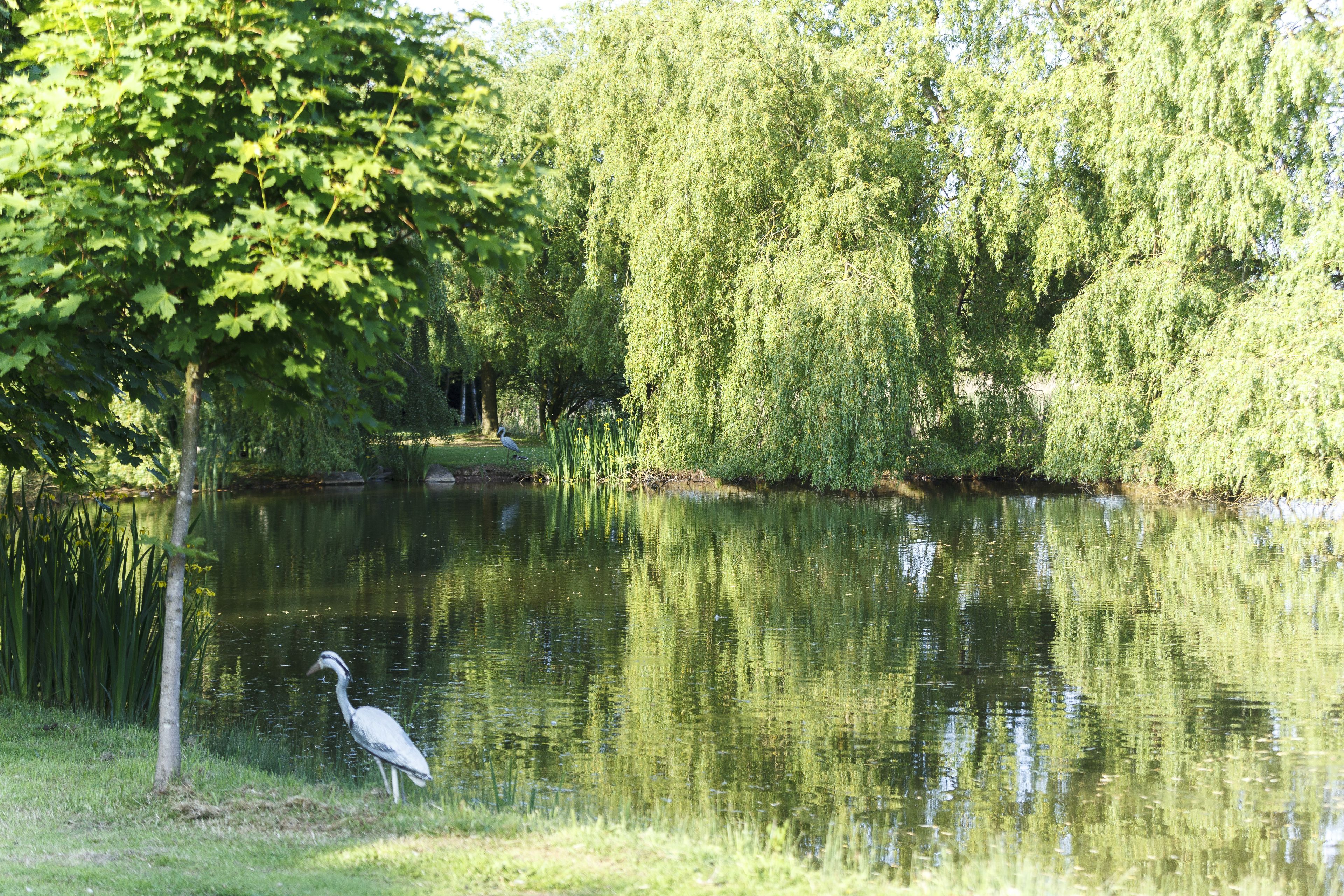 A serene pond with a weeping willow tree and a heron standing by the water's edge.