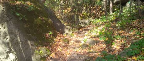 A forested area with a rocky path covered in fallen leaves.