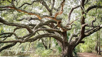 A large tree with extensive branches in a forested area.