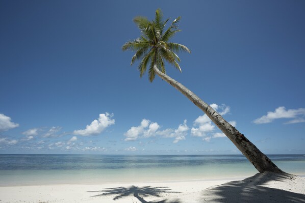 A beach with a leaning palm tree, clear blue sky, and calm ocean.