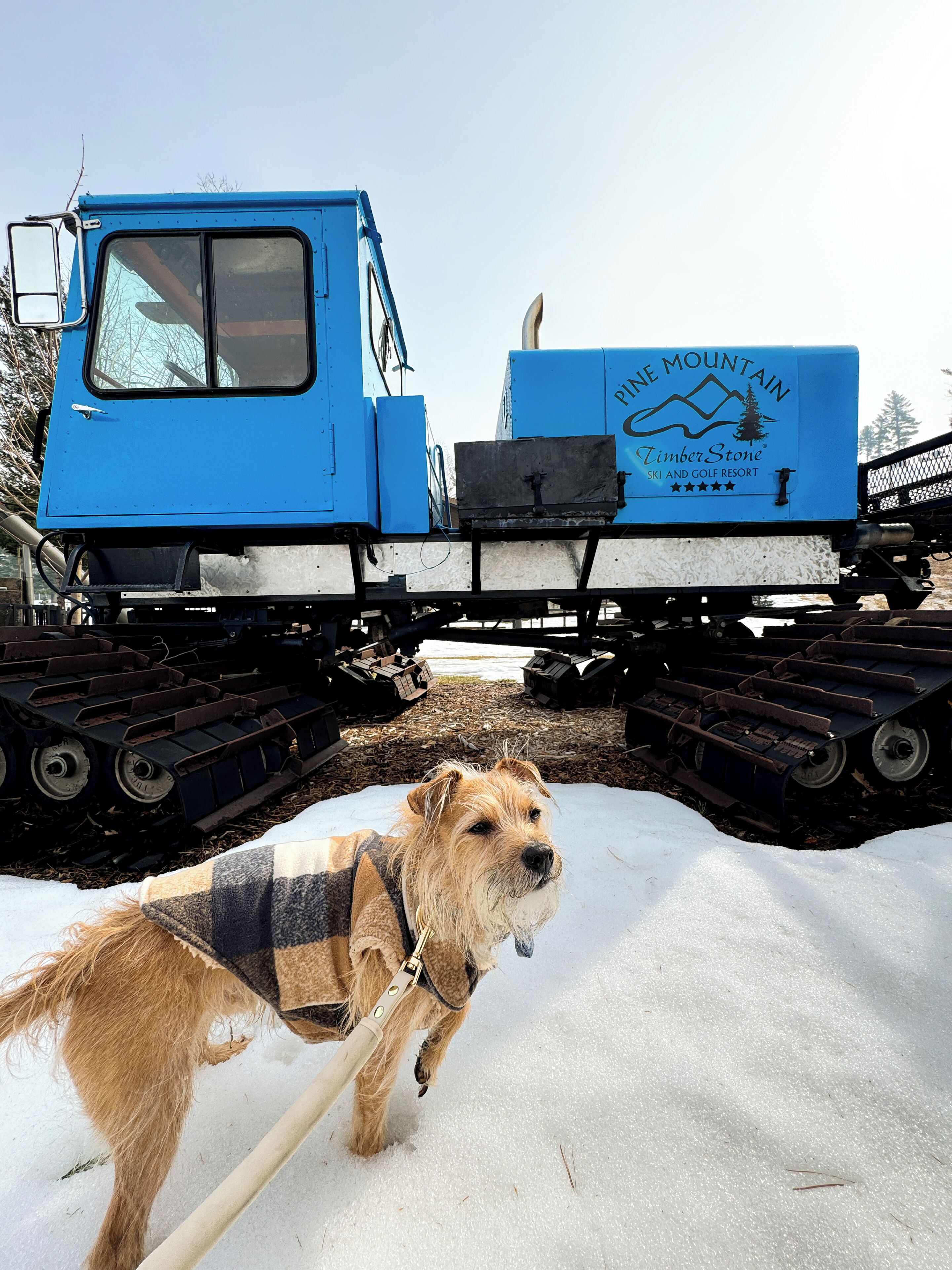 Een hond staat in de sneeuw, met een blauw voertuig op de achtergrond.