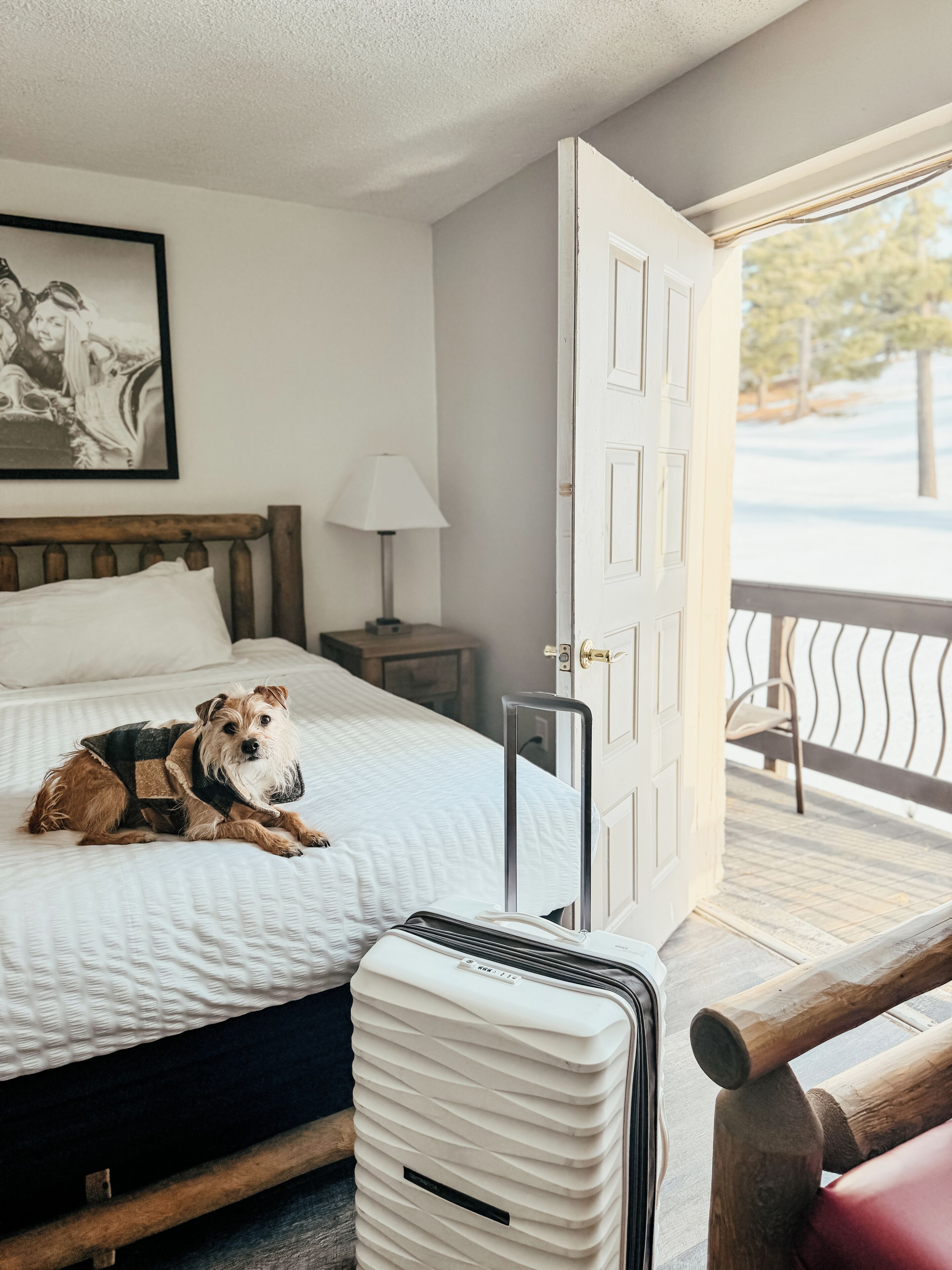 Une chambre d’hôtel avec un lit, un chien, une lampe, une valise et une porte donnant sur un espace extérieur.