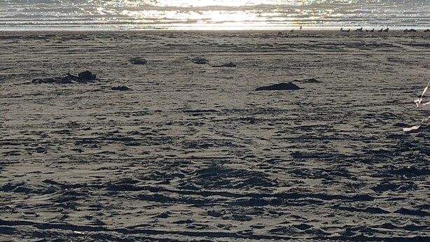 Una playa con una amplia zona arenosa y el océano al fondo.