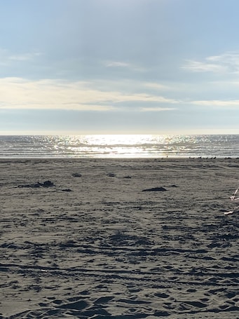 On the beach. The Grey Gull