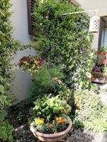 A garden with various potted plants and flowers, including marigolds and red flowers, against a building wall.