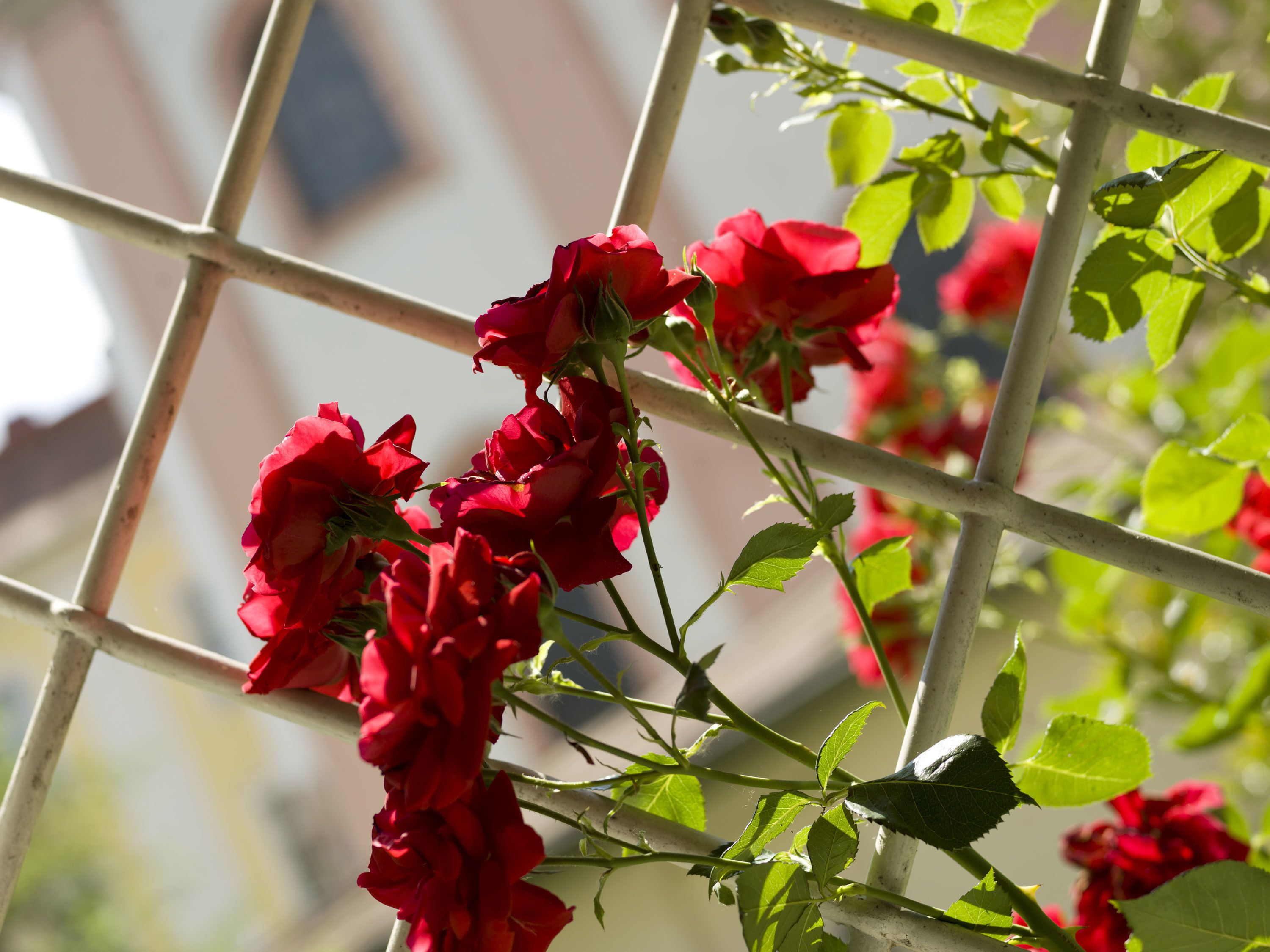 standard single room | view from room