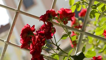 Phòng đơn Tiêu chuẩn | Quang cảnh từ phòng