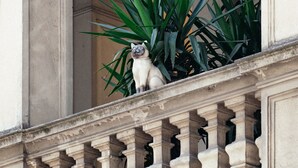 A balcony with a white cat, a stone balustrade, and green plants. - Hotel Gran Duca Di York (Milan)