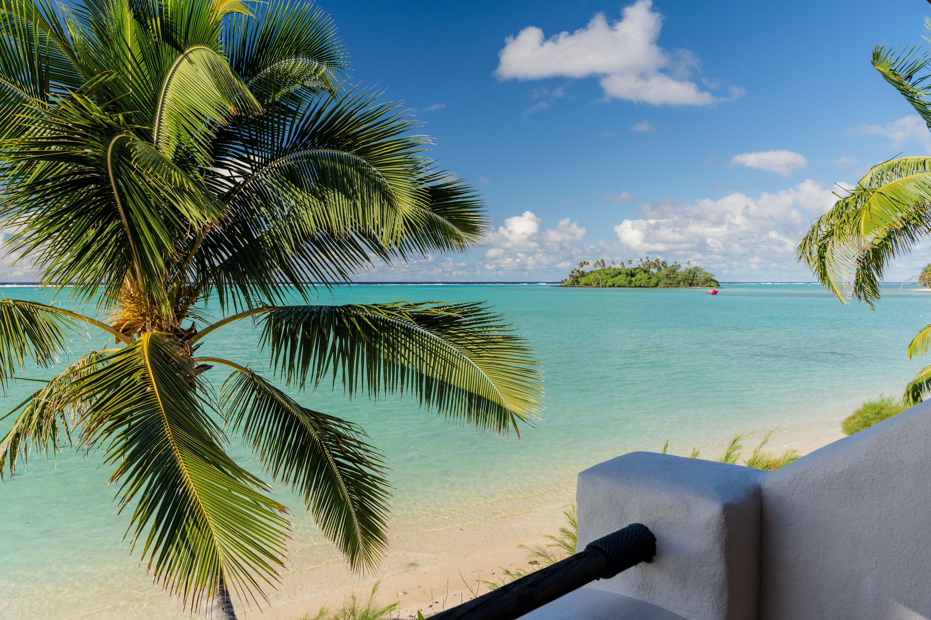 A beach view with a palm tree and clear turquoise water.