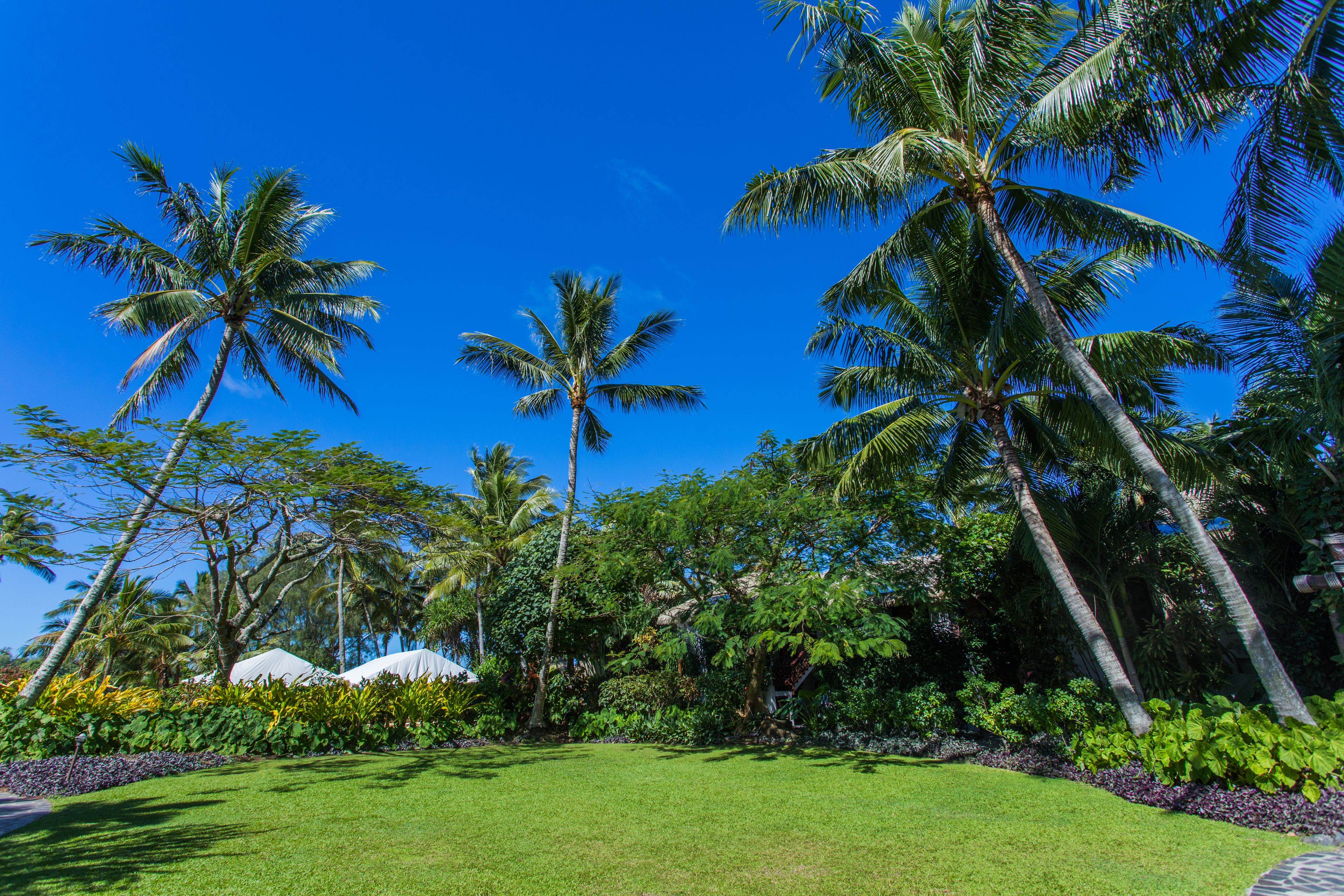 A lush garden with palm trees and a well-maintained lawn.