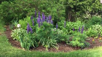 A garden with various plants and flowers, including purple lupines and a white flower.