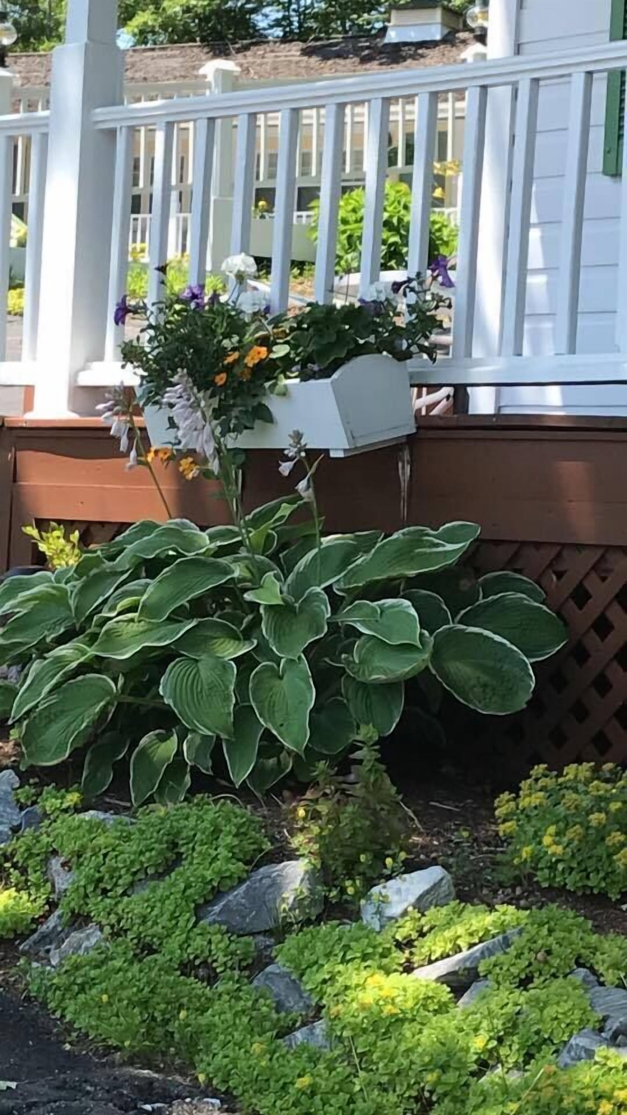 A white porch with a white railing, a planter box with flowers, and a large green plant with variegated leaves.