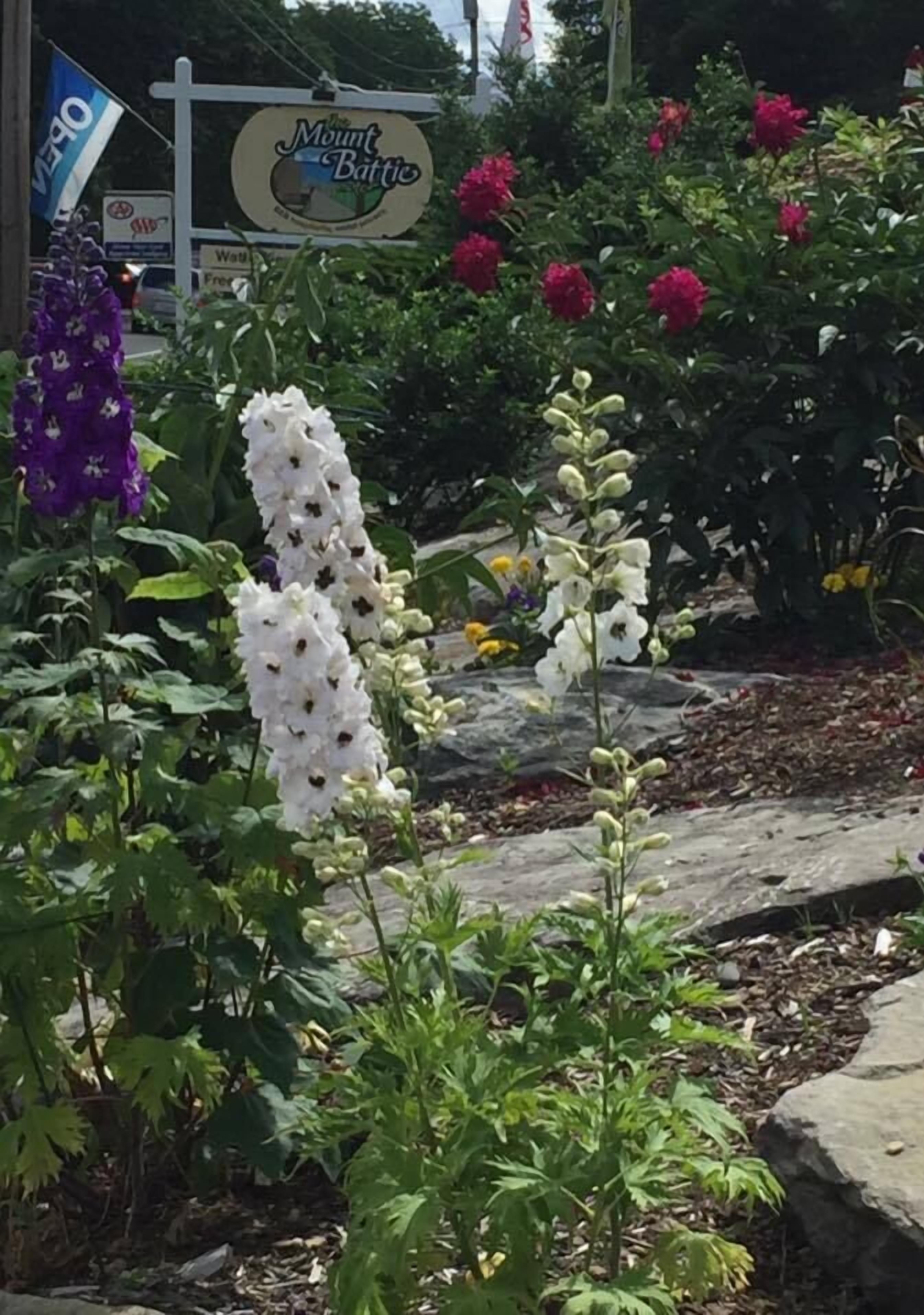 A garden with various flowers and a sign for 'Mount Battio'.