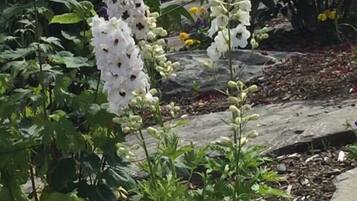 A garden with various flowers and a sign for 'Mount Battio'.