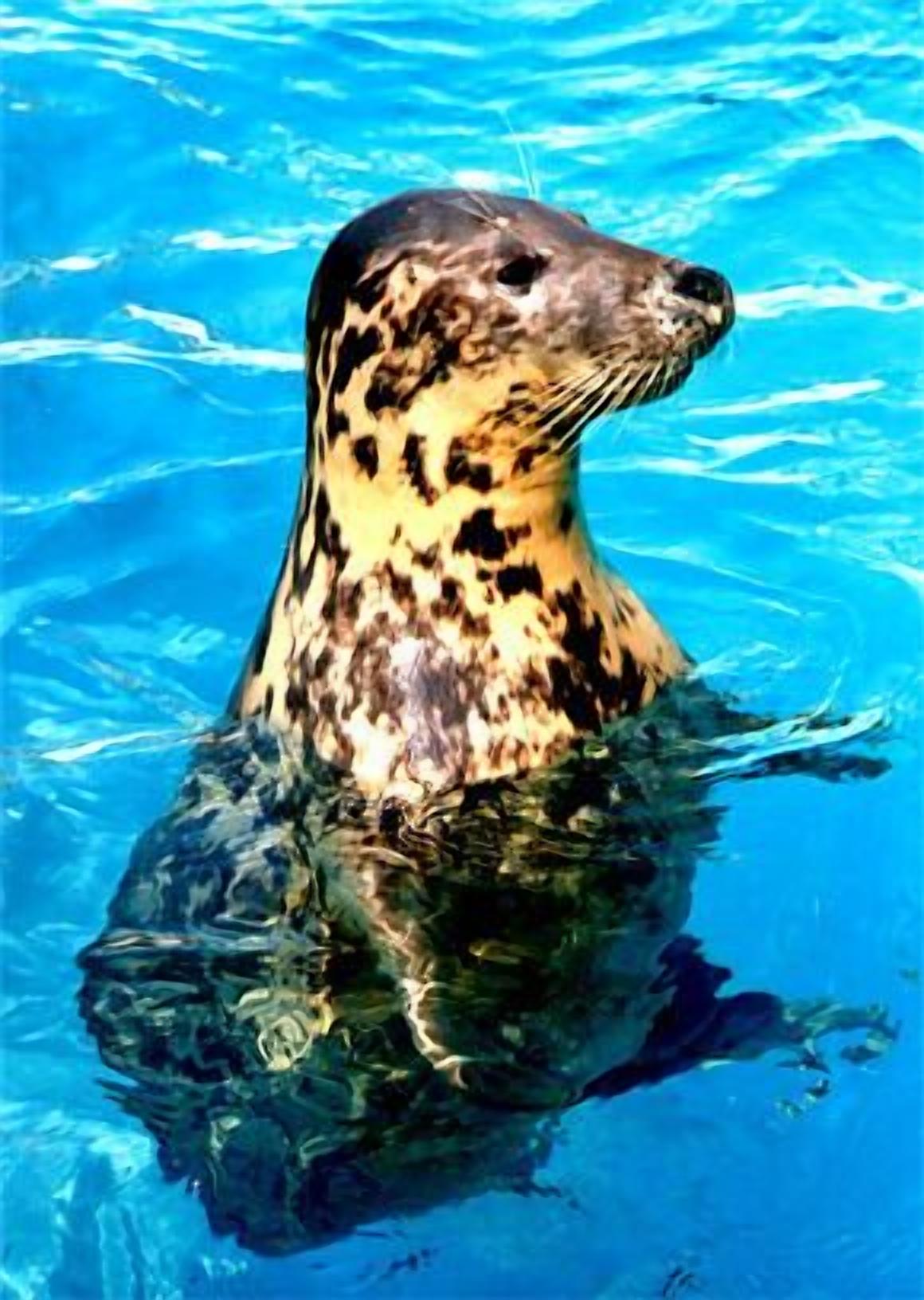 Photo - Hotel Marbella