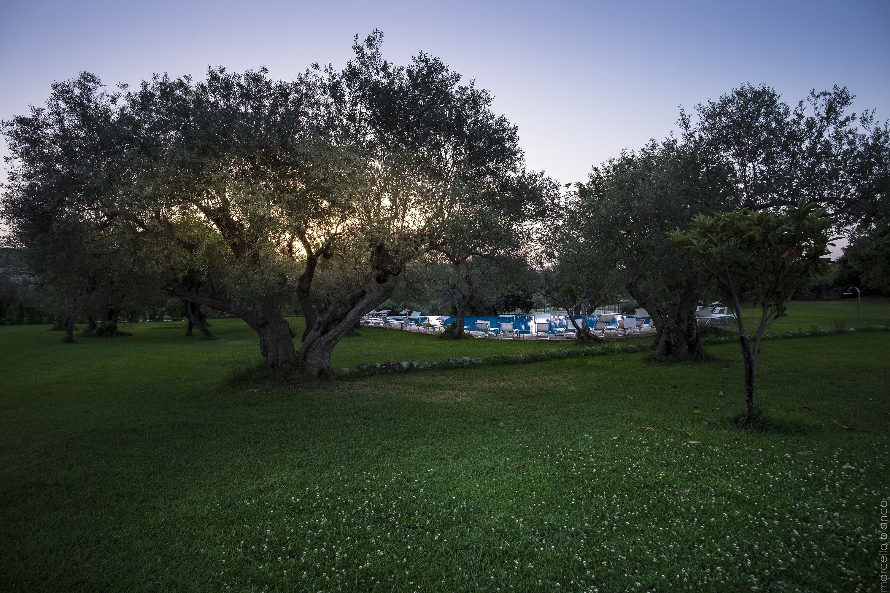 A grassy park area with trees and a row of blue tents in the background.