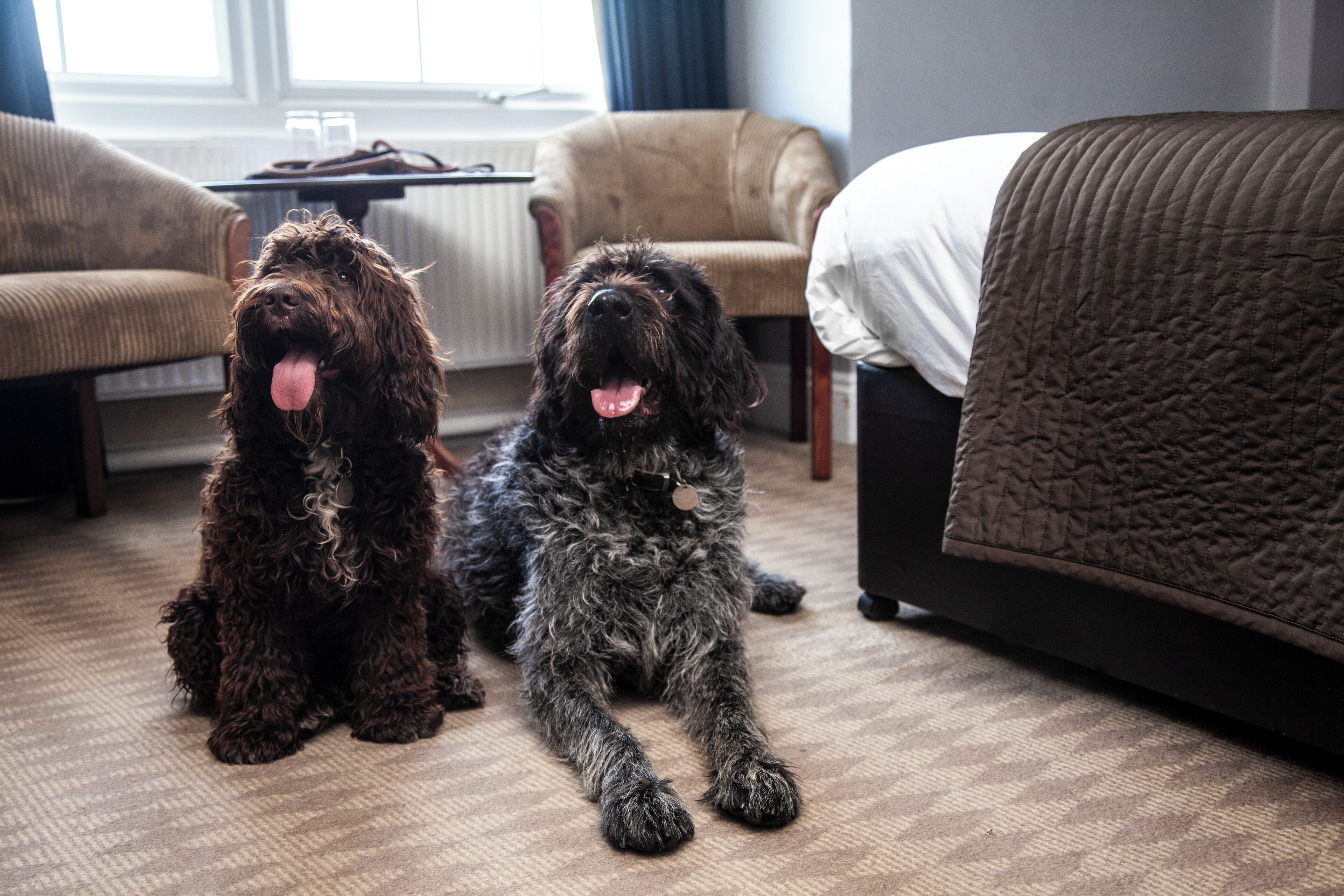 pet-friendly amenities