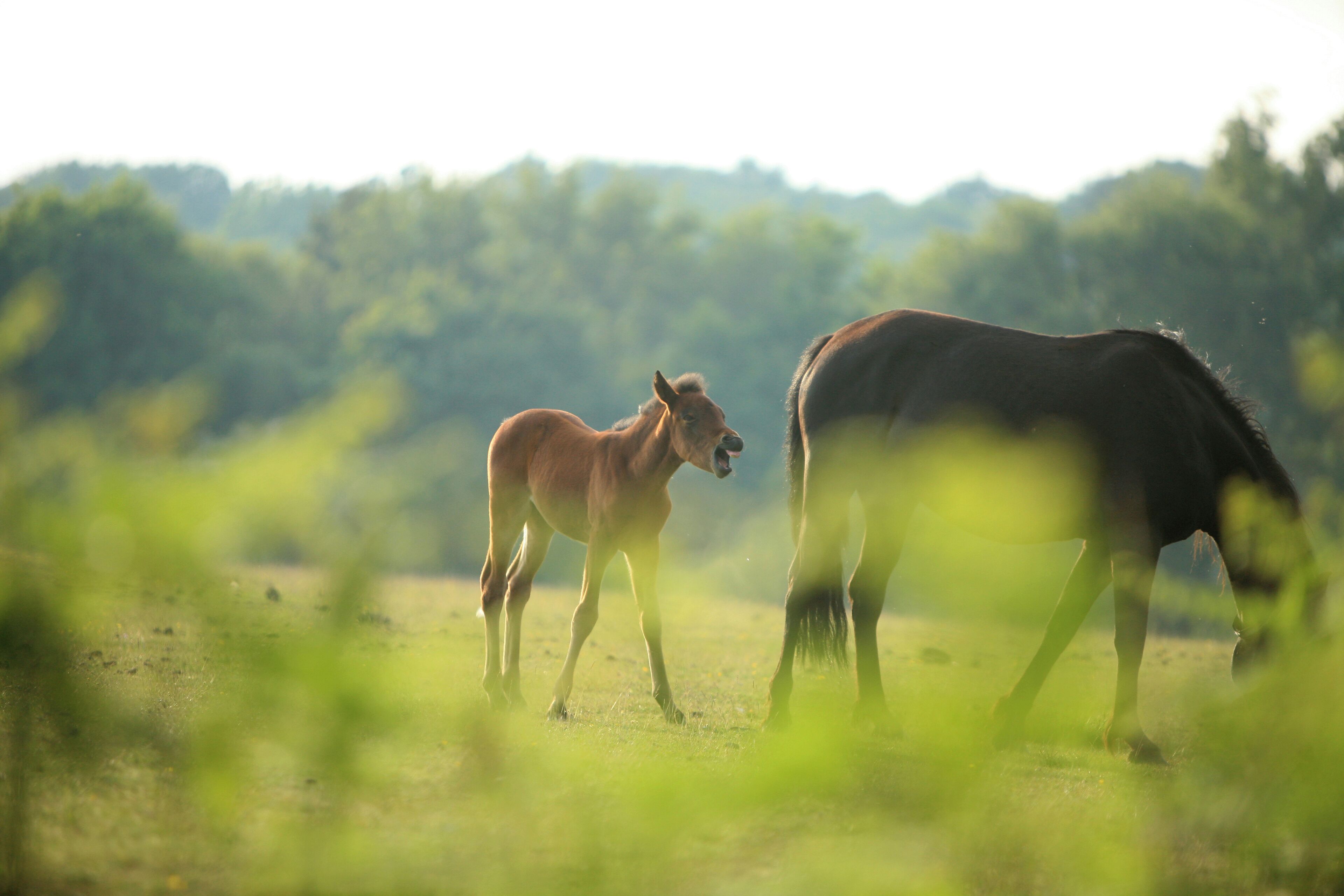 A horse and foal in a grassy field with trees in the background.