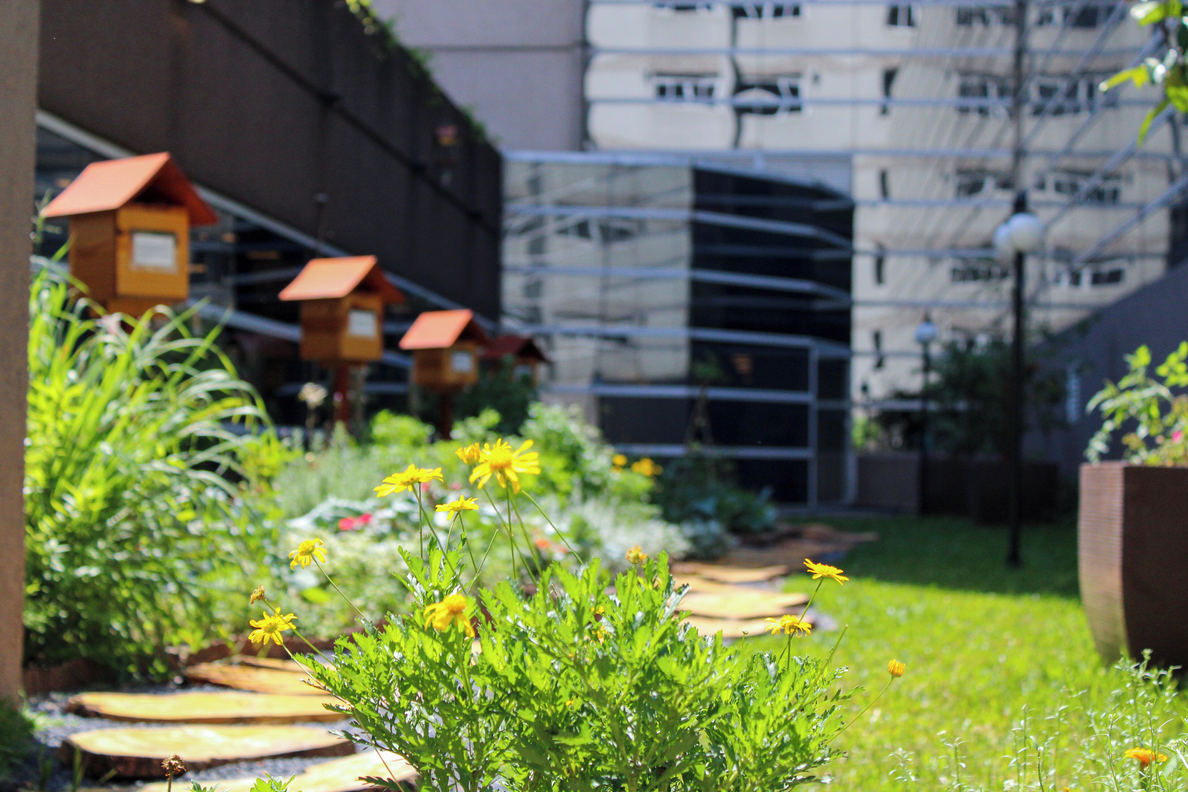 A garden with wooden planters, yellow flowers, and a building with scaffolding in the background.