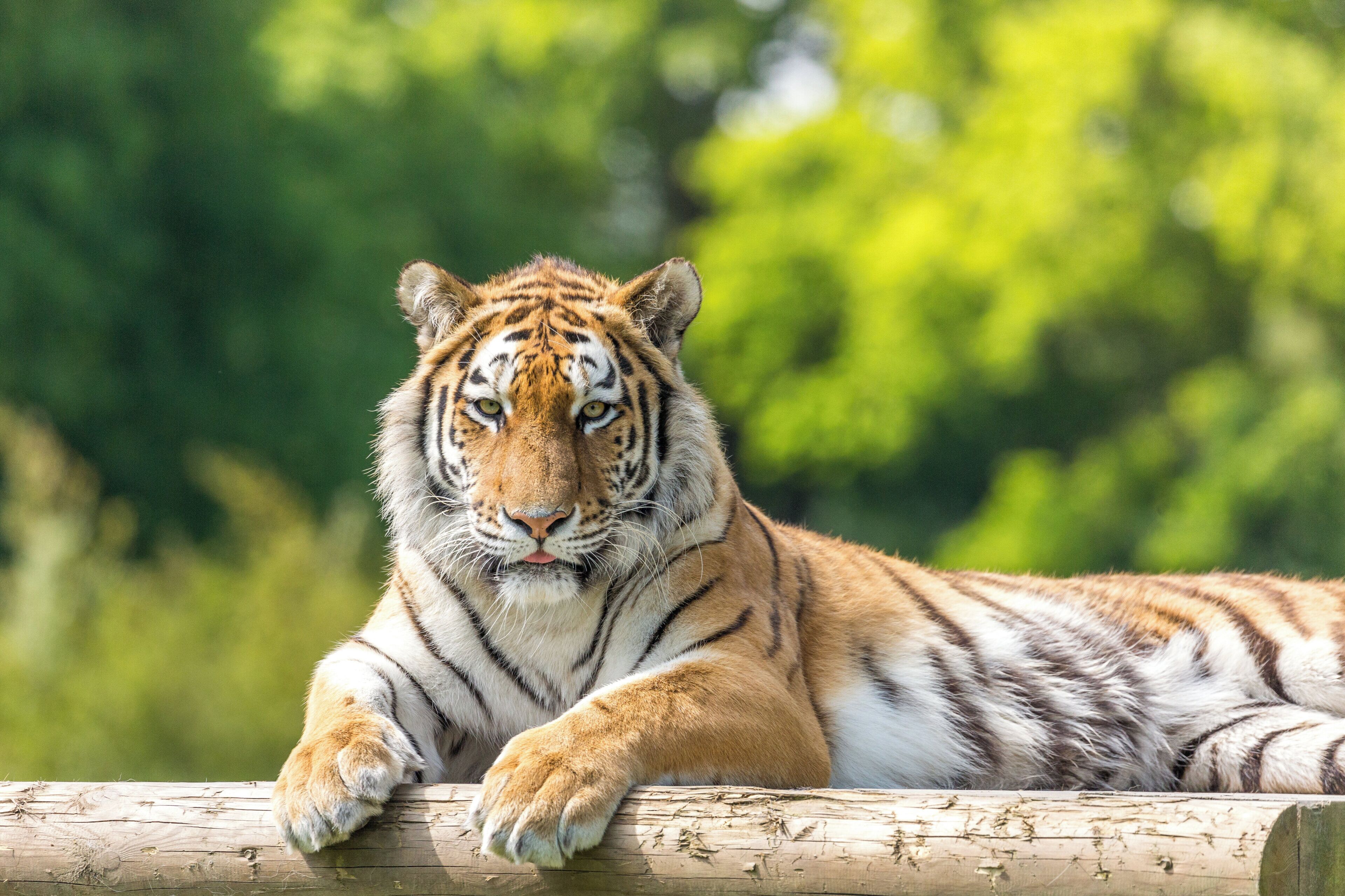 Un tigre recostado sobre una superficie de madera con un fondo verde desenfocado.
