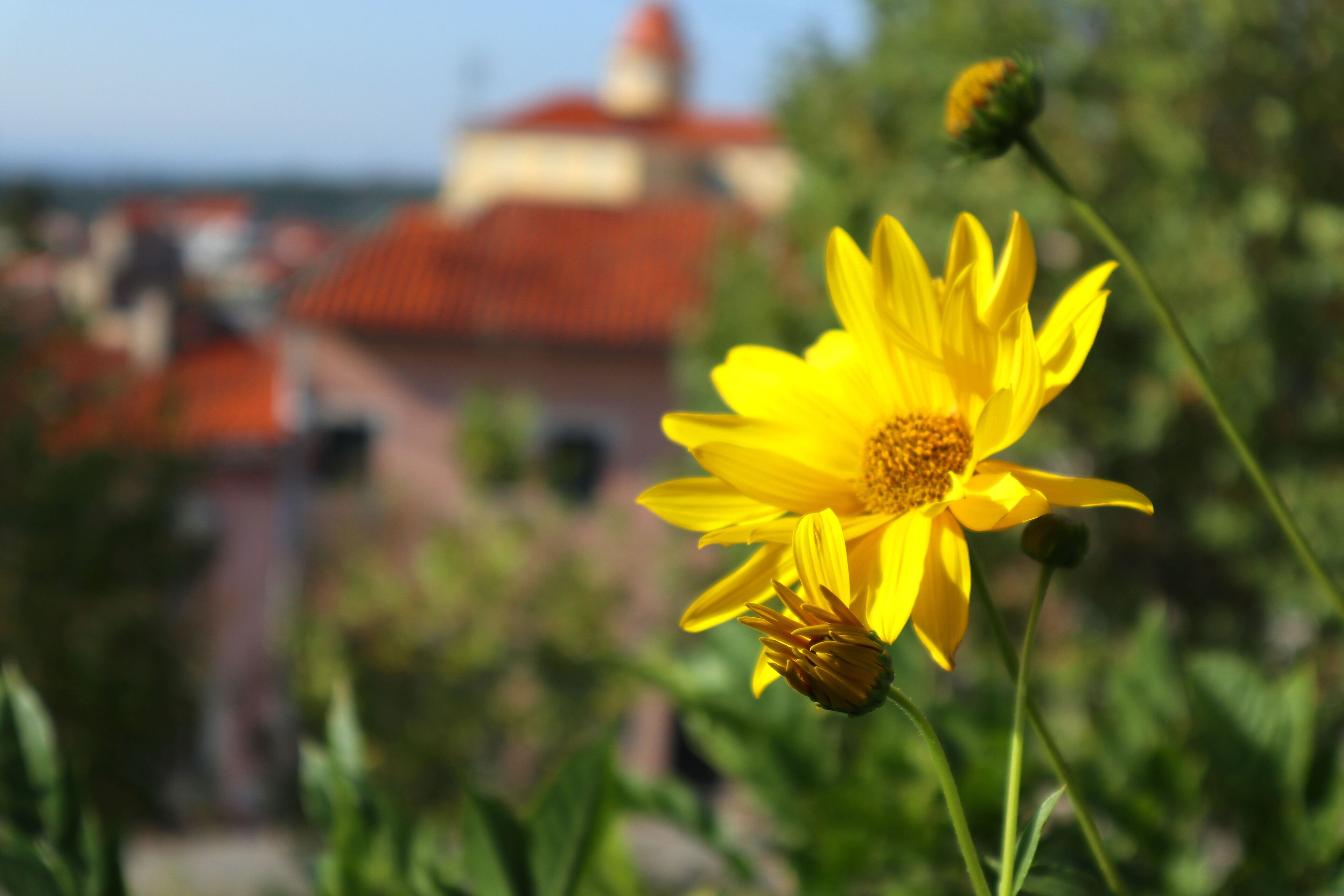 Photo - Alegre - Bussaco Boutique Hotel