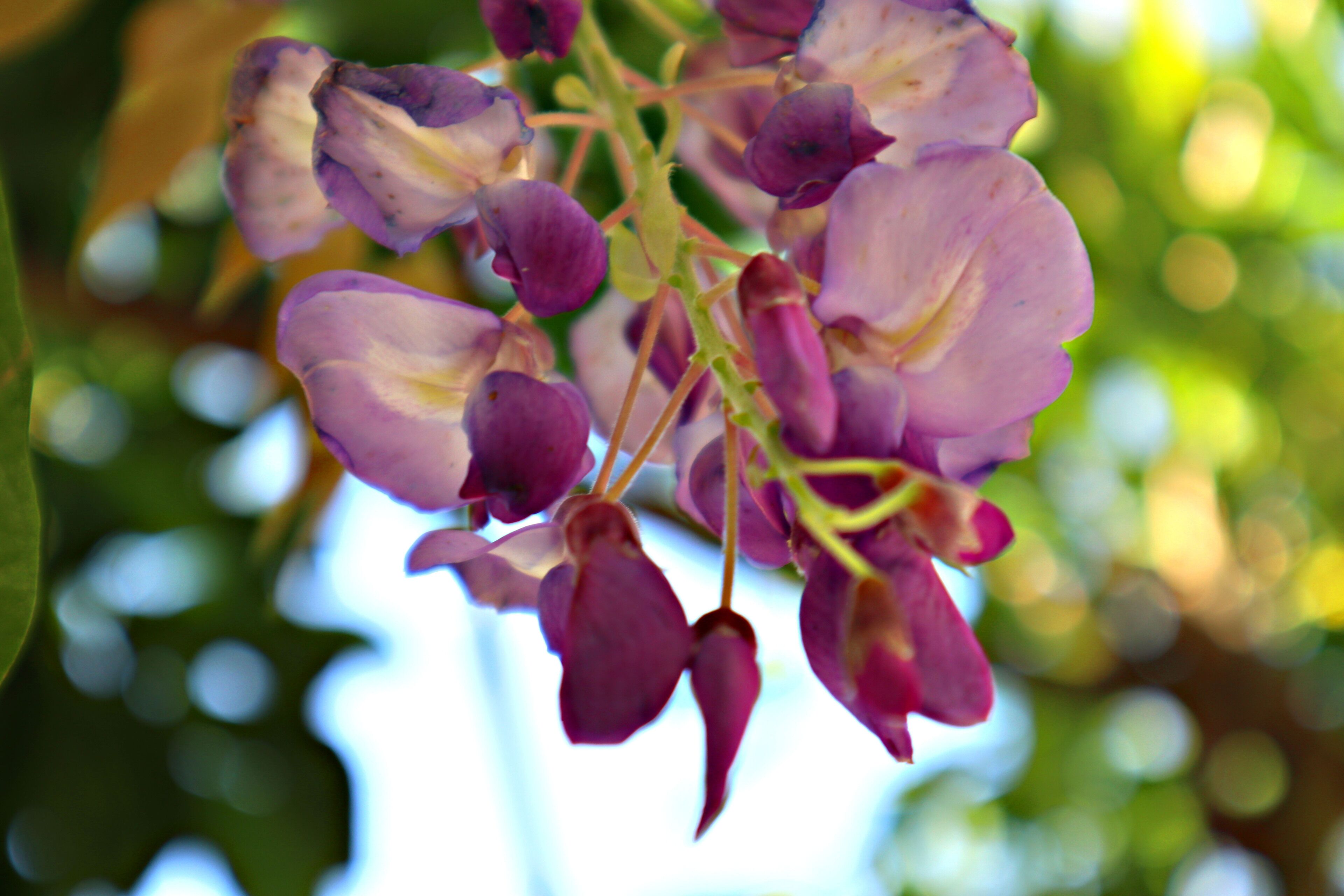 Foto - Alegre - Bussaco Boutique Hotel
