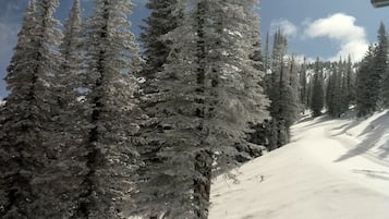 Una pista de esquí nevada con altos árboles de hoja perenne y un telesilla al fondo.
