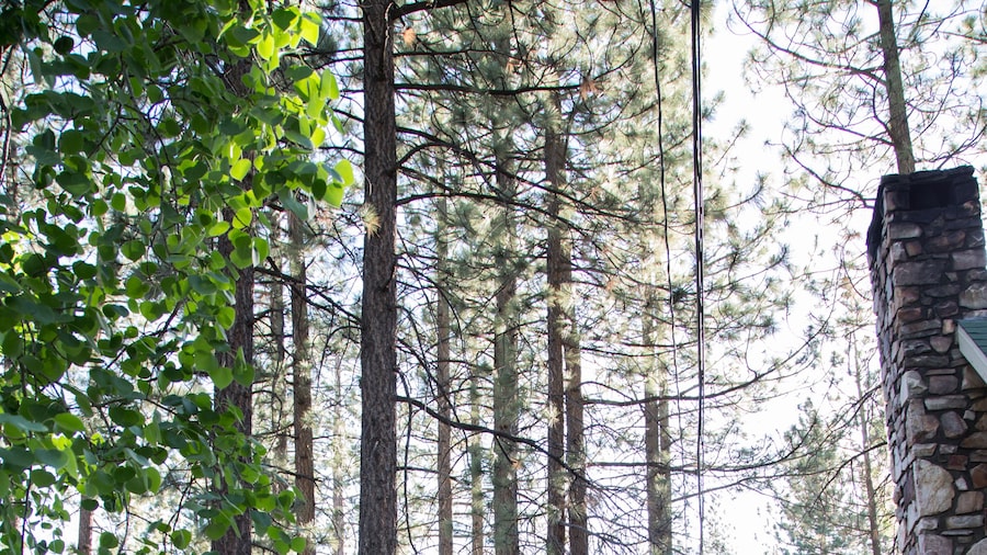 Sleepy Forest Cottages