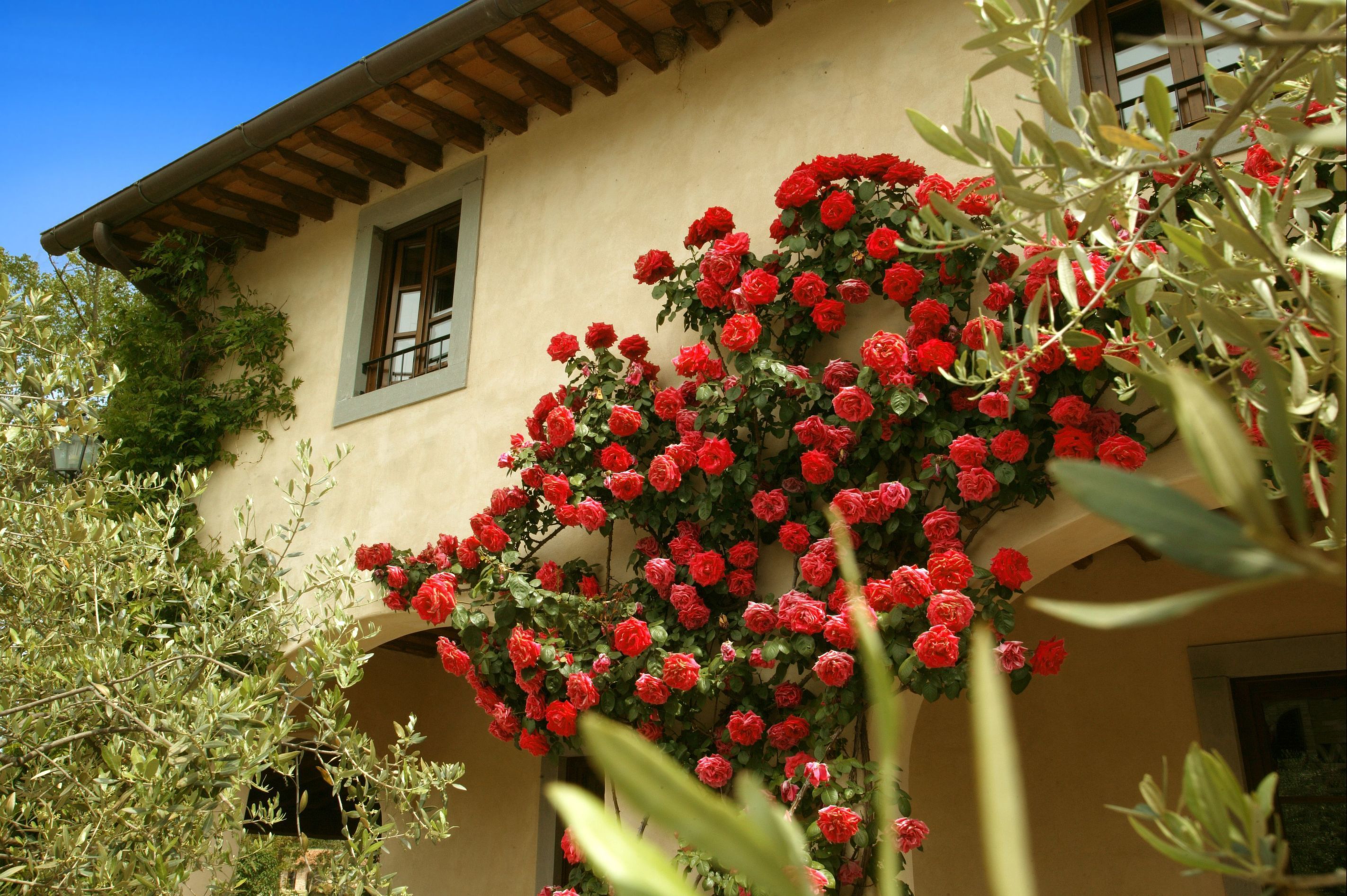 Ein Gebäude mit Stuckfassade, einem Fenster mit Holzrahmen und einer Wand, die mit roten Rosen bewachsen ist.