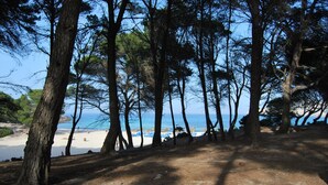 A beach with trees in the foreground and a clear view of the sea. -  Hotel Can Moragues (Arta)
