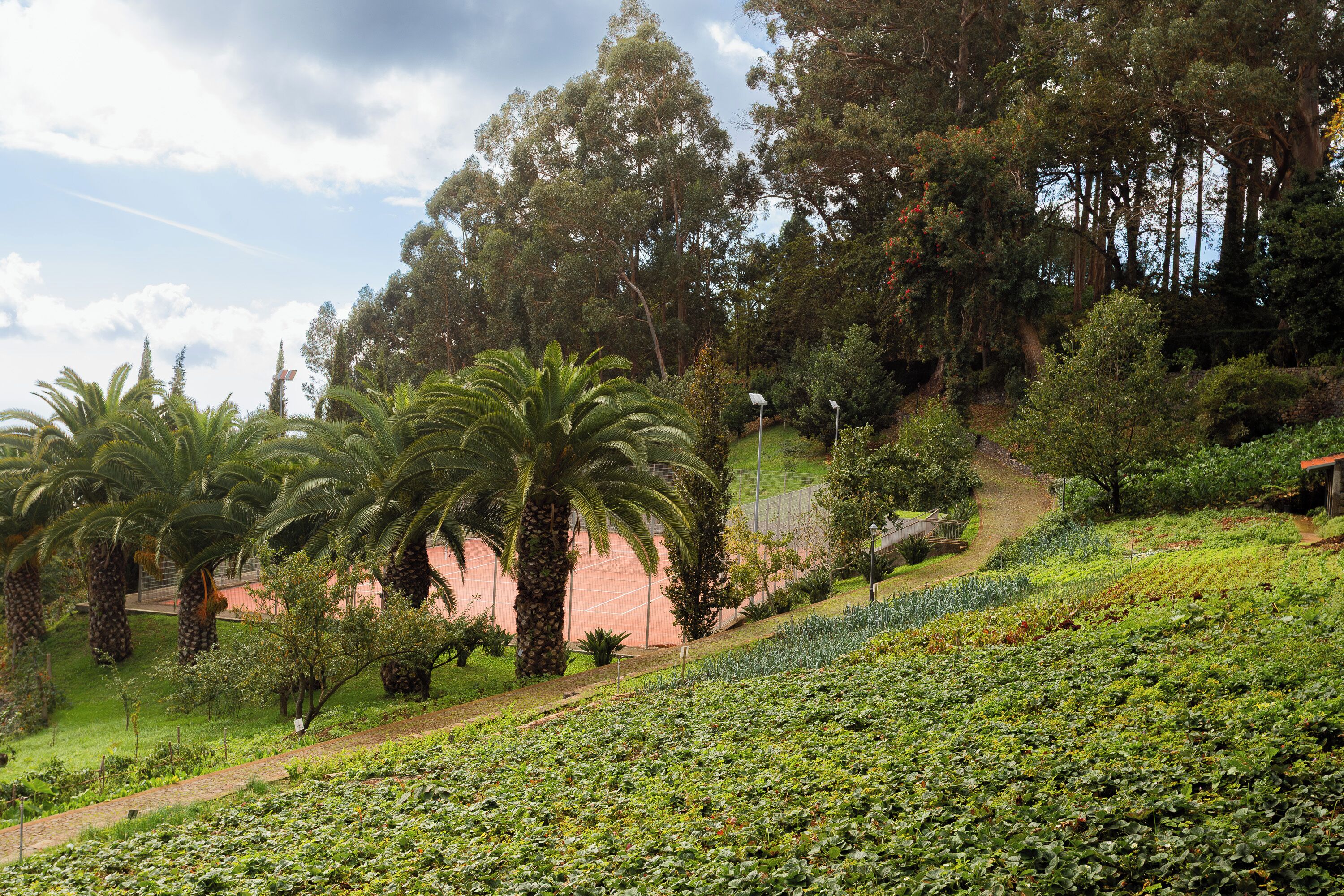 Un exuberante jardín con palmeras, cancha de tenis y diversas arbustos.