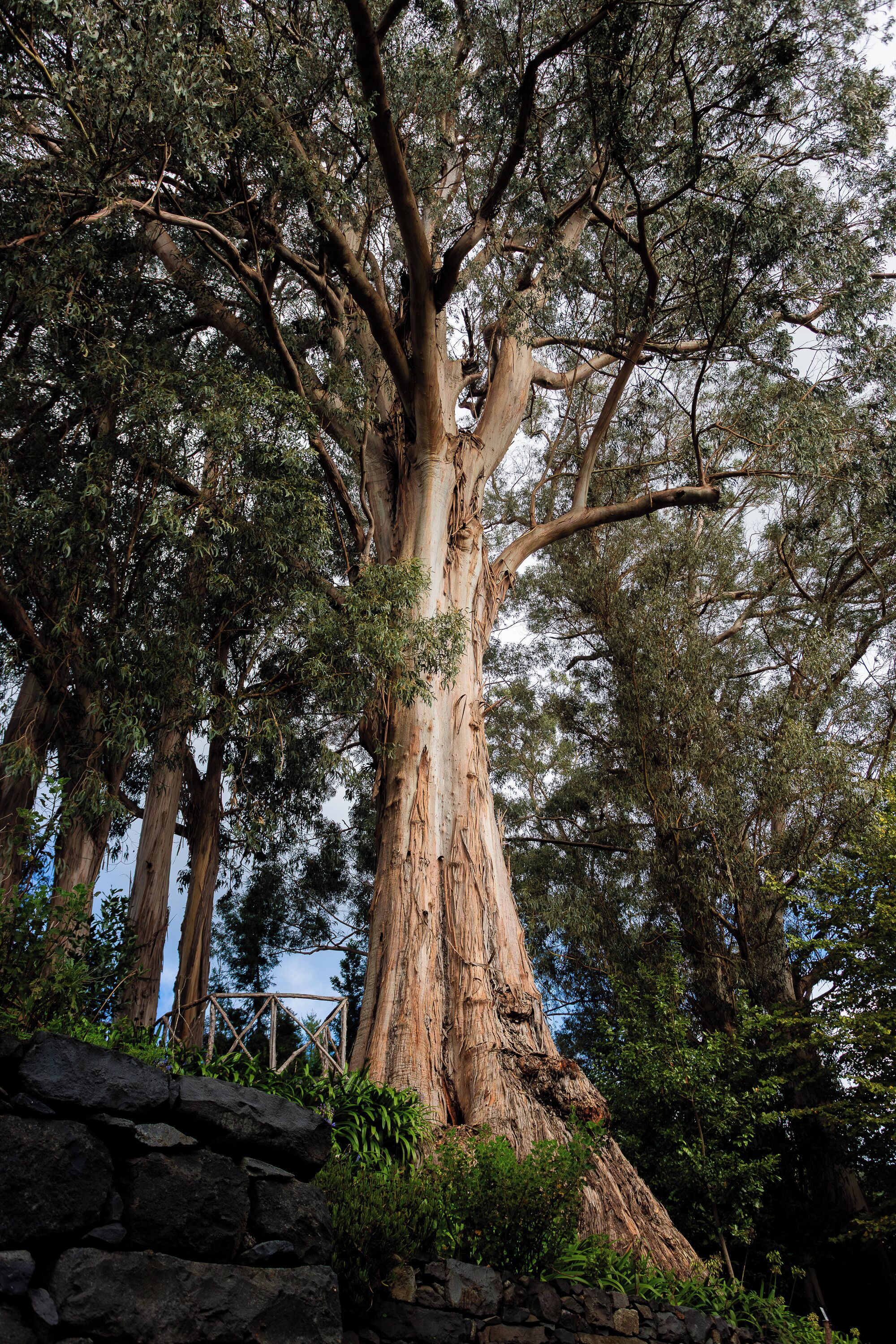 A large tree with a thick trunk and dense foliage.
