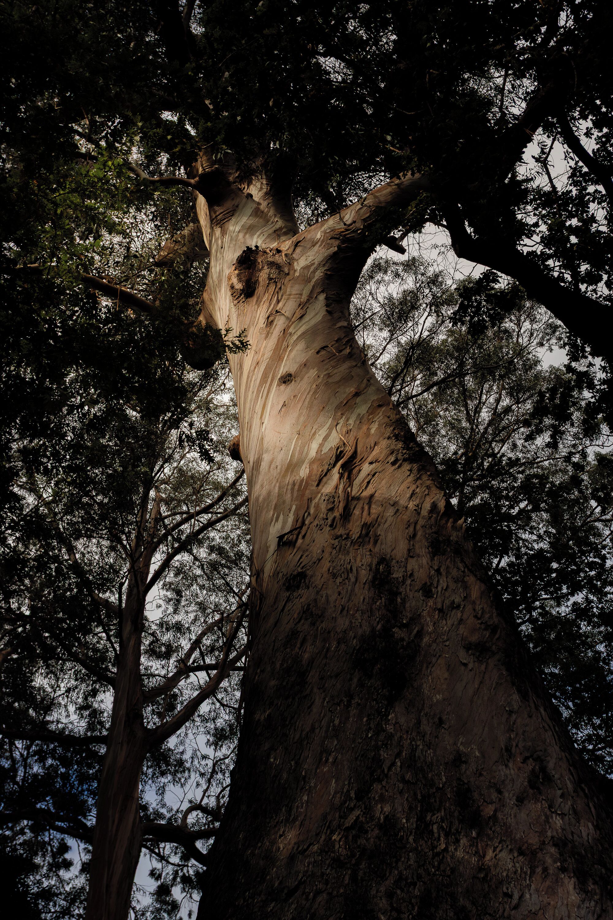 A tall tree with a thick trunk and dense foliage.