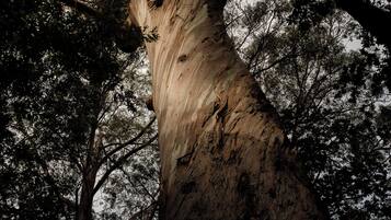 A tall tree with a thick trunk and dense foliage.