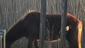 Señal del circuito para la vida silvestre del sendero Marsh y un estacionamiento, con un caballo pastando cerca.