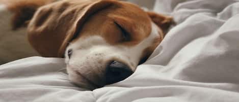 A dog sleeping on a bed with white bedding.