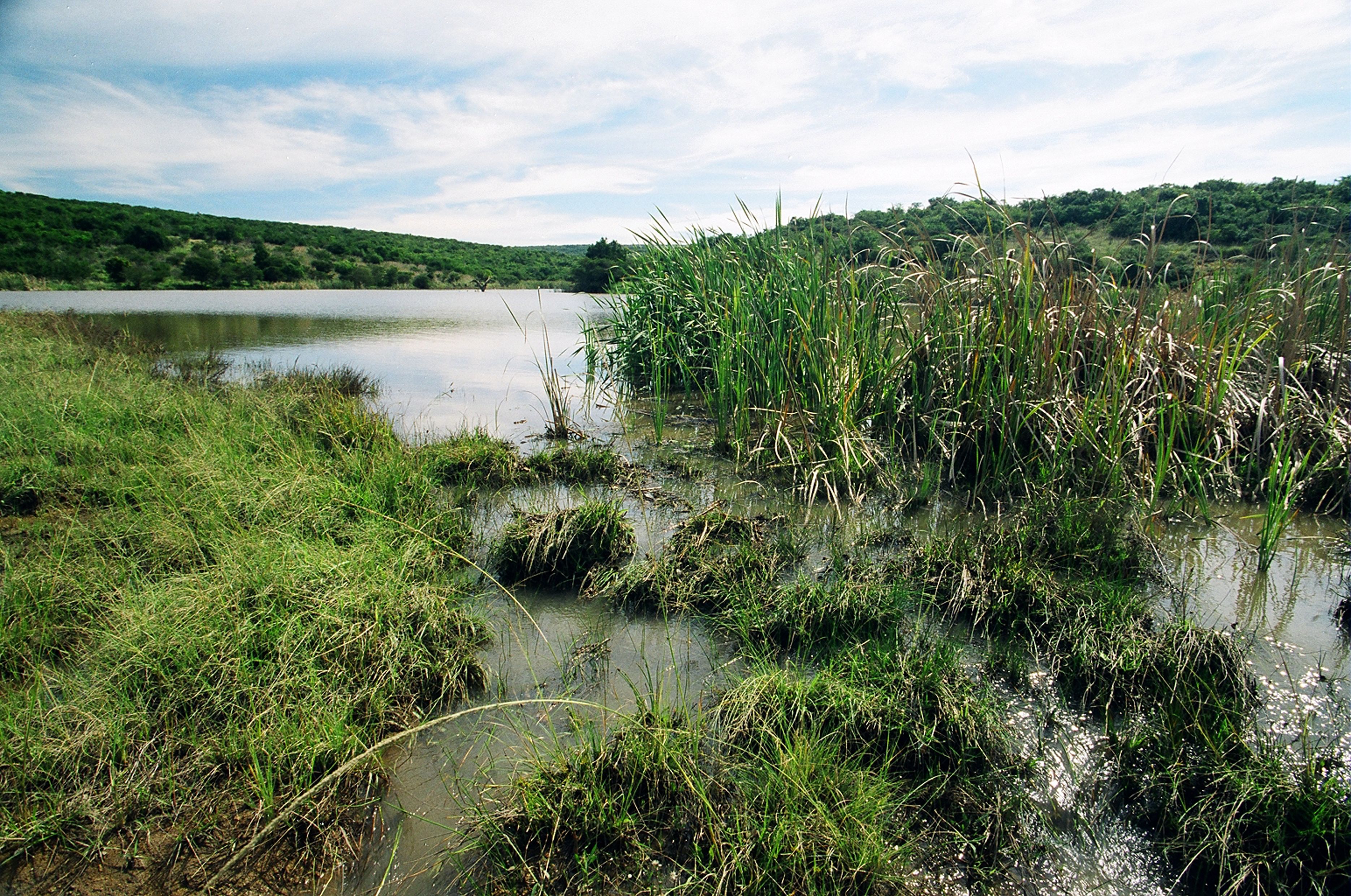 A natural landscape with a body of water surrounded by grass and reeds.