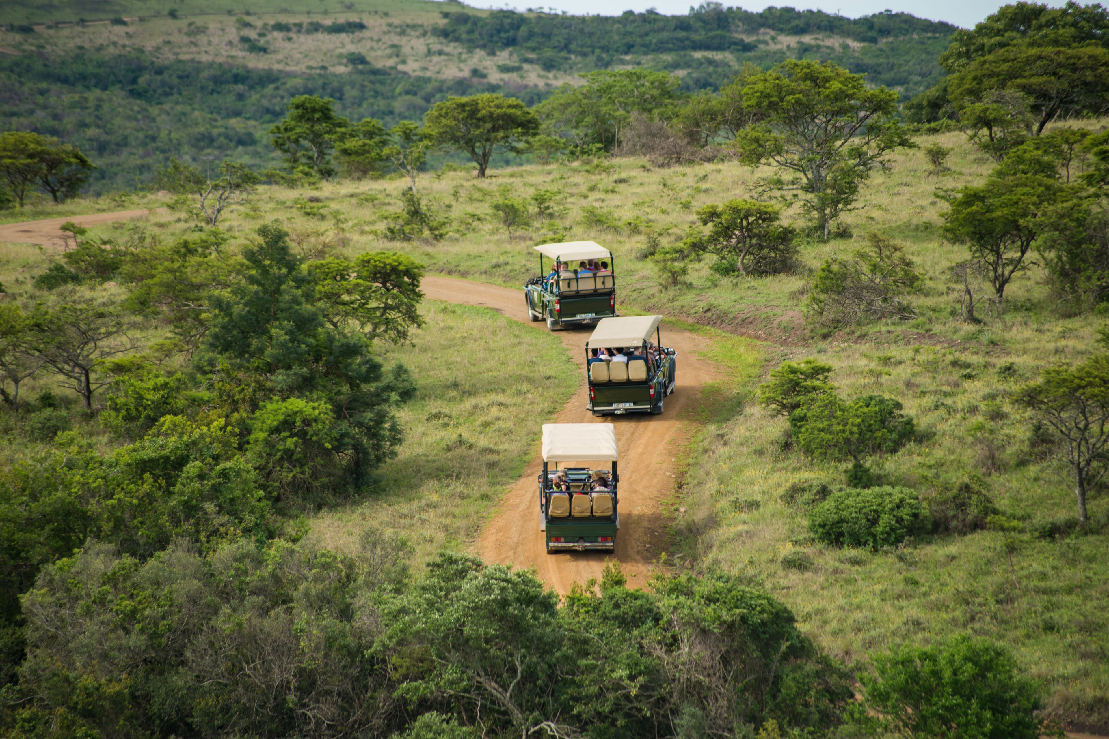 Three safari vehicles on a dirt road in a grassy savannah.
