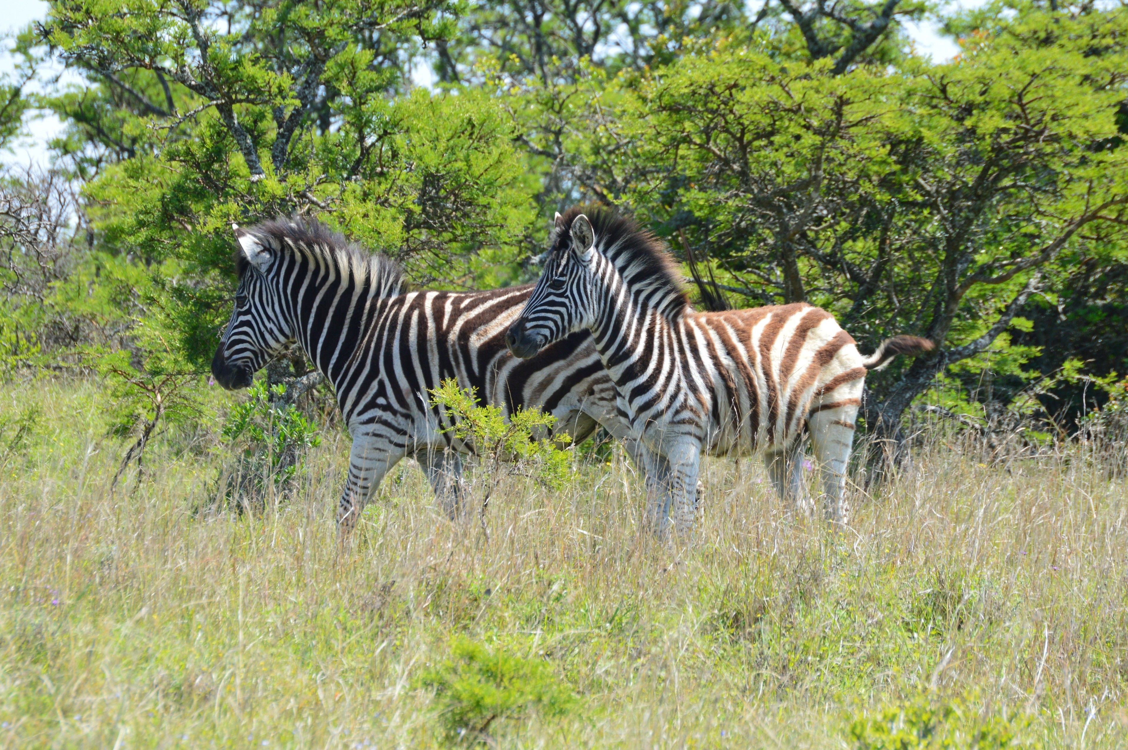 Two zebras in a grassy field with trees in the background.