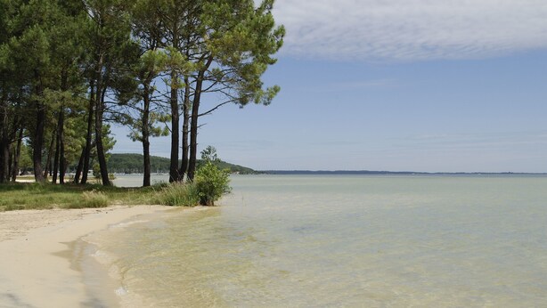 Ein Strand mit klarem Wasser, sandigem Ufer und hohen Kiefern.