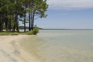 Ein Strand mit klarem Wasser, sandigem Ufer und hohen Kiefern.