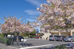 A parking lot with several cars, a motel sign, and cherry blossom trees. - Apollo Motel Christchurch (Christchurch)