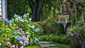 A garden pathway leading to a white picket fence and a building with an American flag.