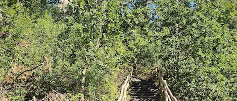 Una escalera de madera que asciende por una colina, rodeada de vegetación y árboles densos.