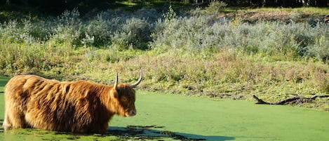 Un yak se tient dans un étang verdoyant, entouré d’une forêt dense.