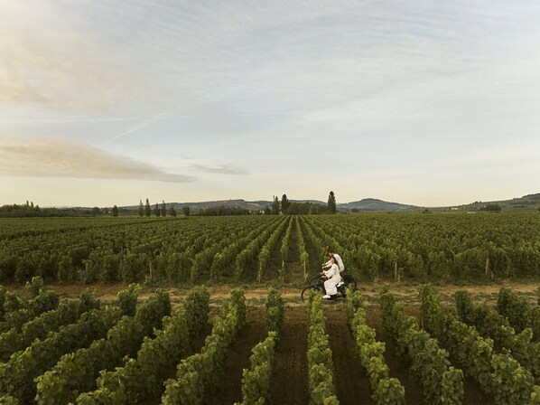 A vineyard with rows of grapevines and a person riding a bicycle. - COMO Le Montrachet (Puligny-Montrachet)