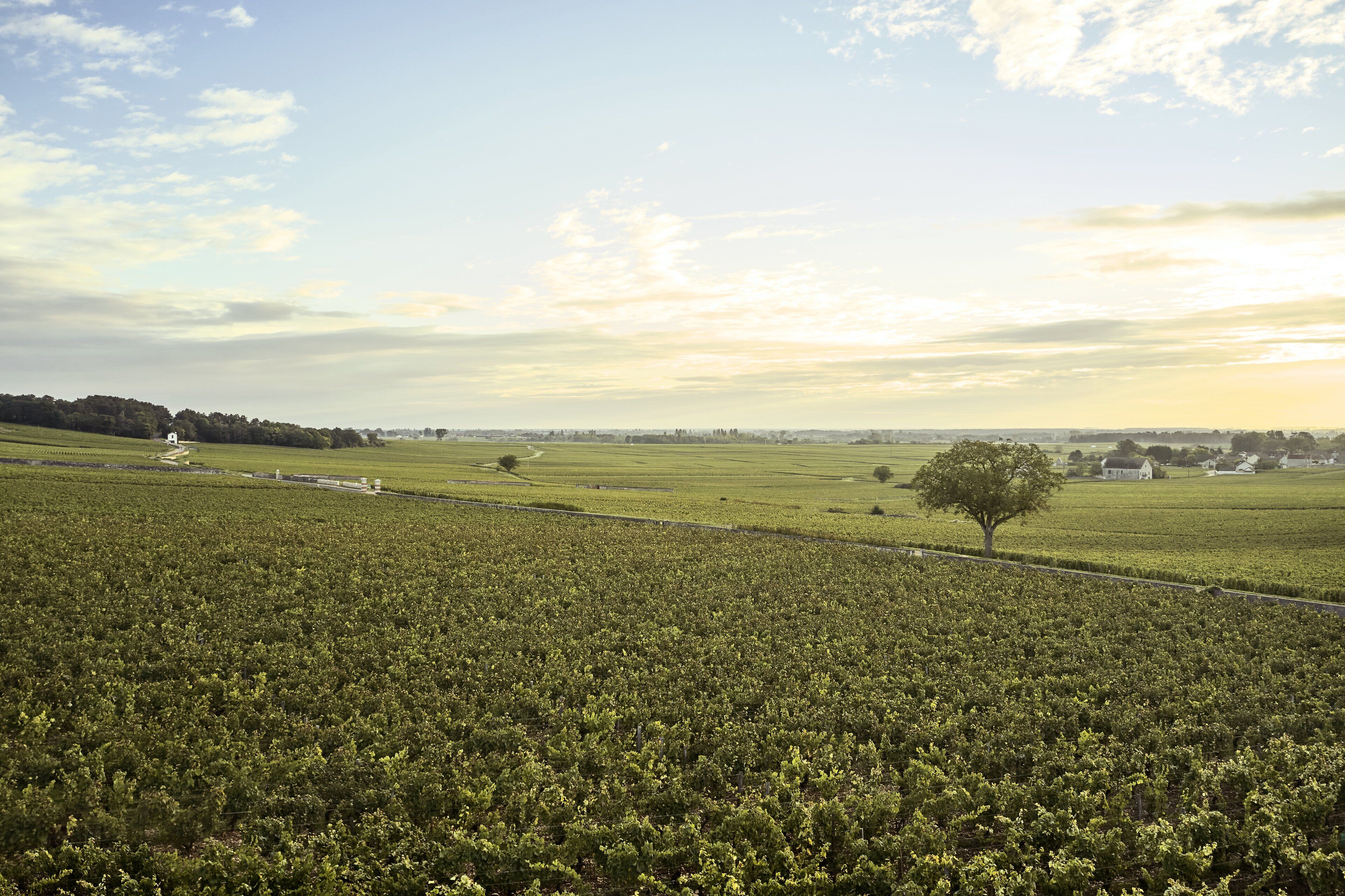 A vineyard with rows of grapevines, a few scattered trees, and distant buildings under a partly cloudy sky.